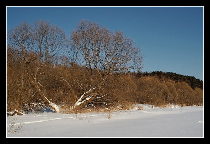 зима, снег, деревья photo preview