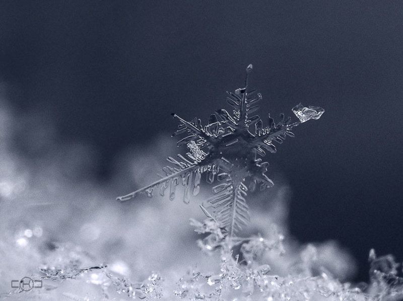 снег снежинка зима Возьми мое сердце...photo preview