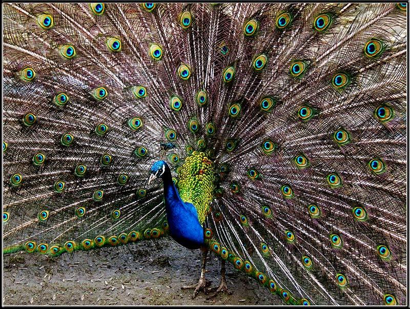 Птицы, павлин, танец, природа В ритме завлекающего танцаphoto preview