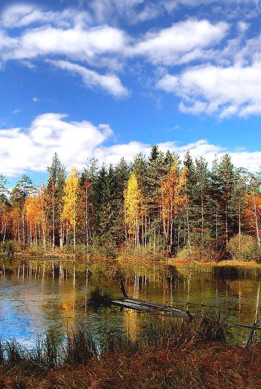 Бологое, Красная горка, Пруд, Владимир Лесной прудphoto preview