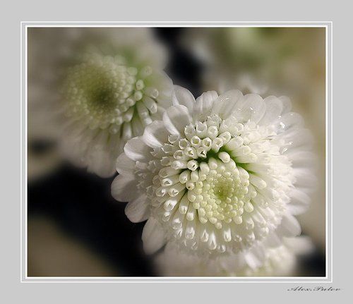 С Наступающим ВАС Милые...!!!