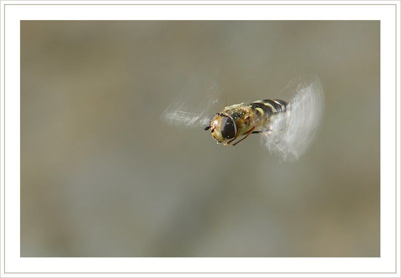 муха Вжикphoto preview