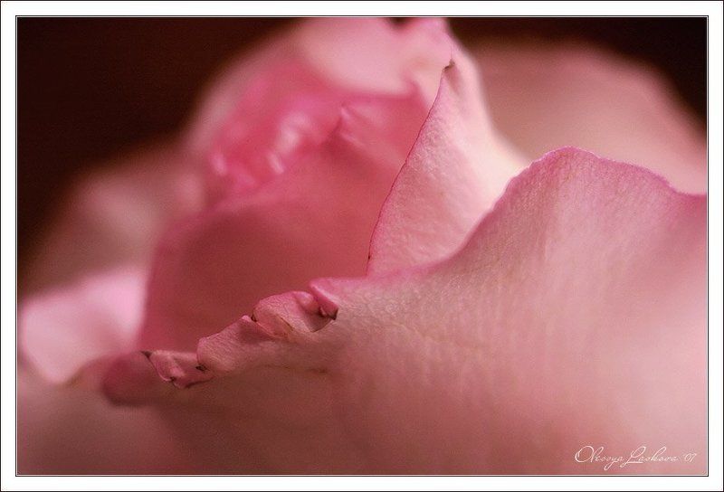 роза, нежность, тронутость тронутая нежностьphoto preview