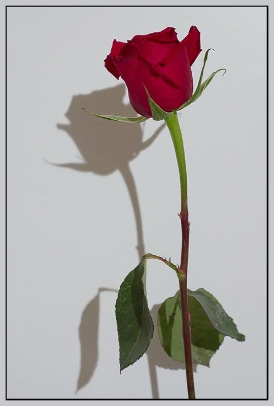 Роза и ее теньphoto preview