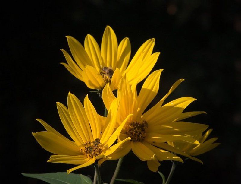 осень * * *photo preview