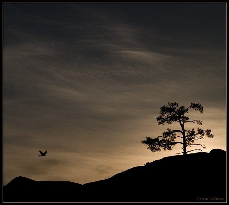 рассвет, дерево, птица, горы 7 минут до рассветаphoto preview