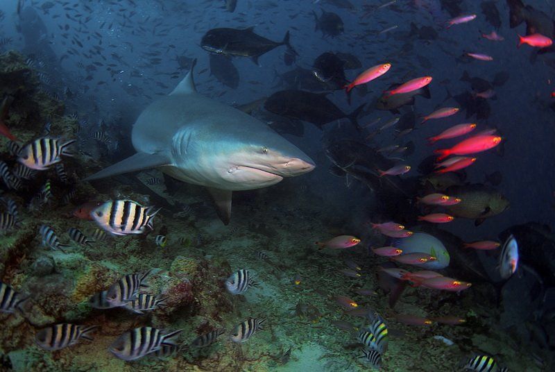 bullshark