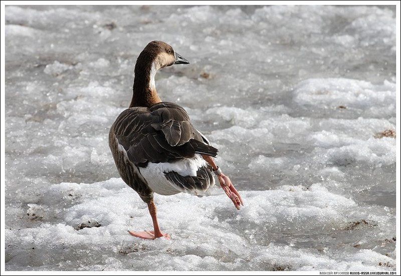 зоопарк, гусь, холод Лапы мерзнут...photo preview