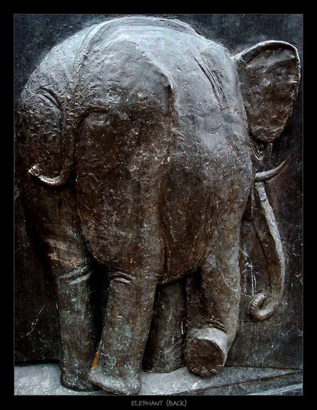 elephant, слон elephant (back)photo preview