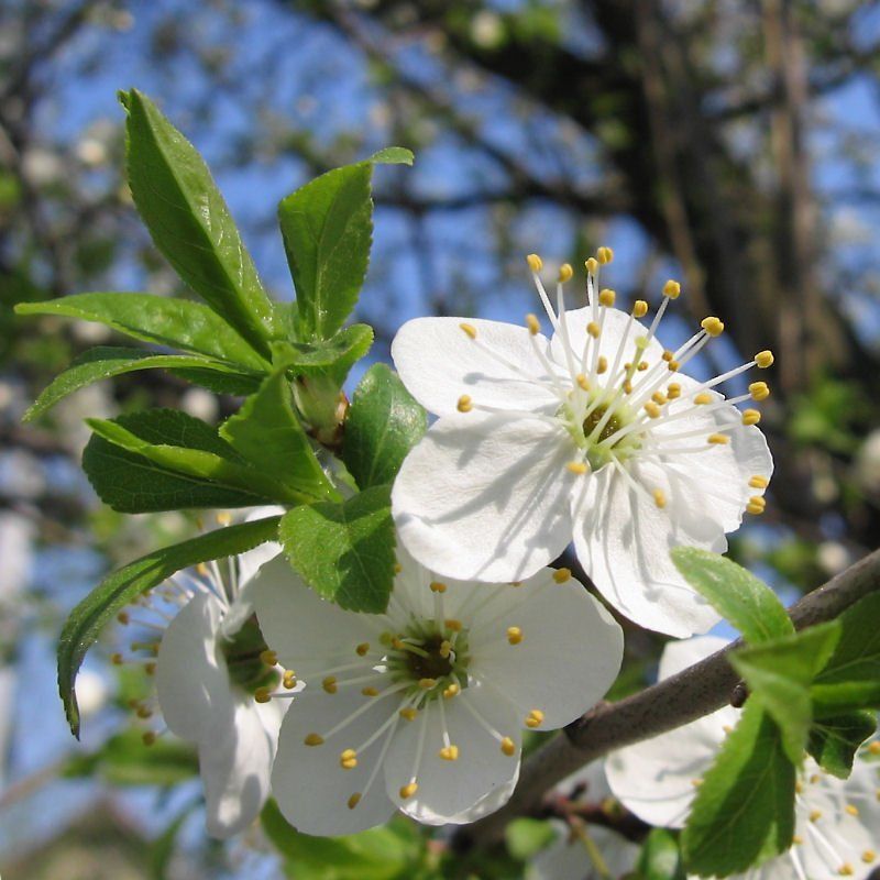 Вишня, Весна Букетикphoto preview