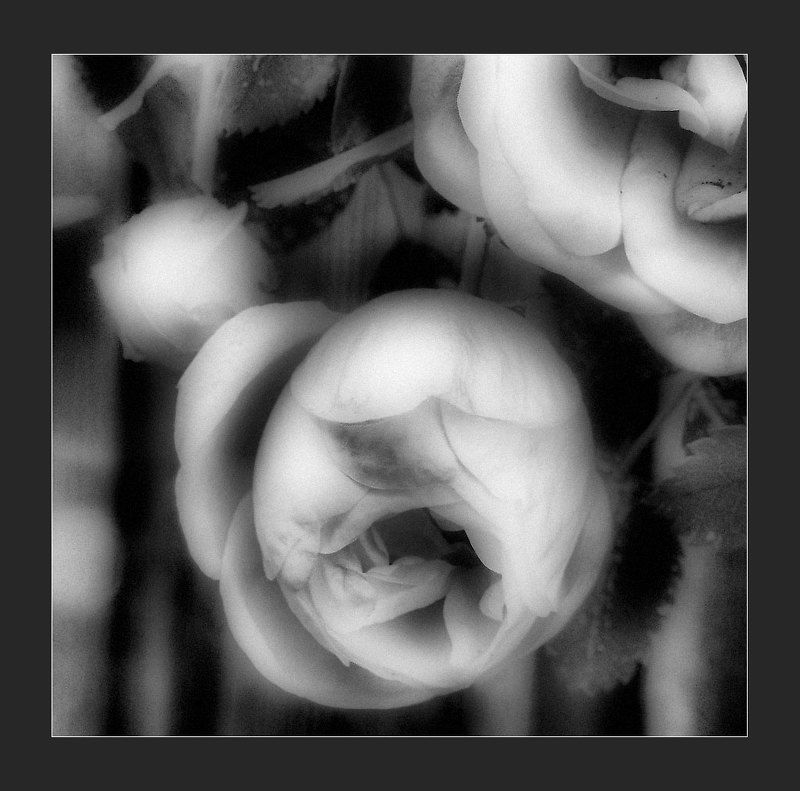 Дикие розы...photo preview