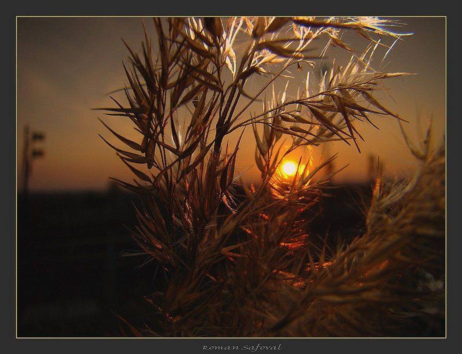 ****. Автор: Роман , Роман