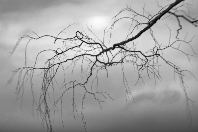 ветви,небо,облака ***photo preview