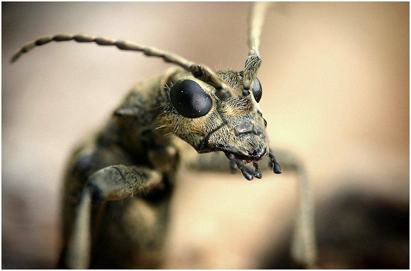 Ч У Ж О Йphoto preview