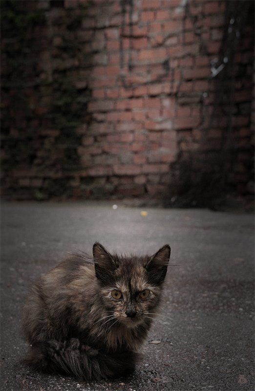 дождь, питерские дворы А на улице дождь..photo preview