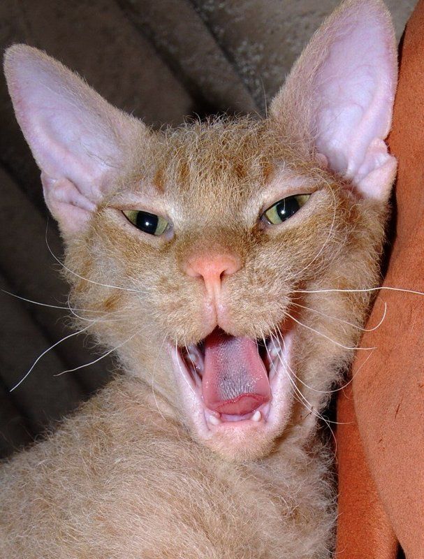 Санчес...photo preview