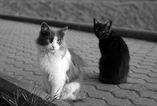 кошка, которая гуляет  