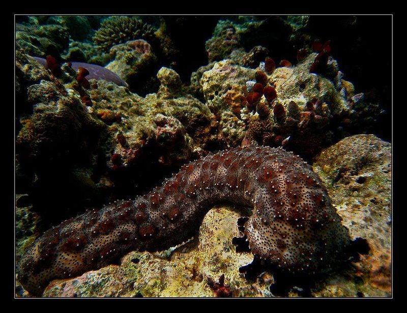 Монстрикphoto preview