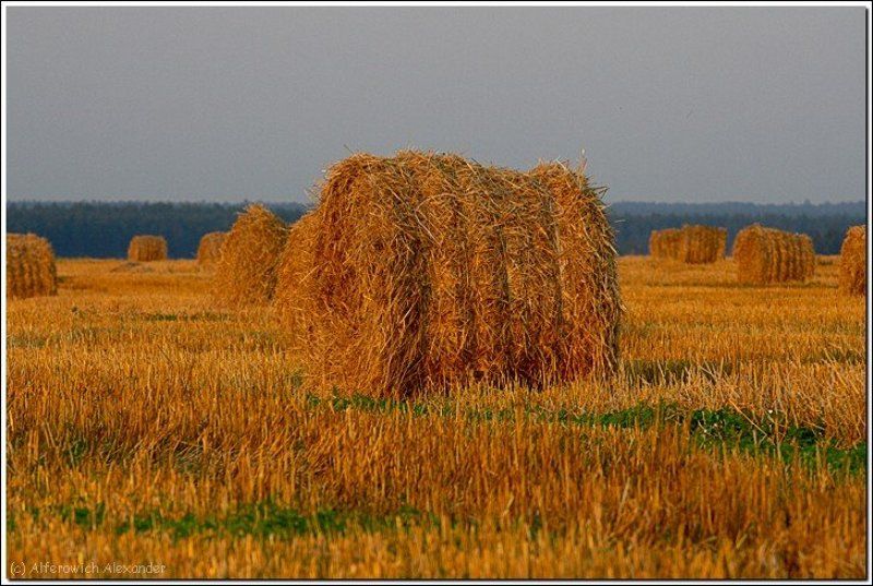 беларусь, поле, сено, закат Об итогахphoto preview