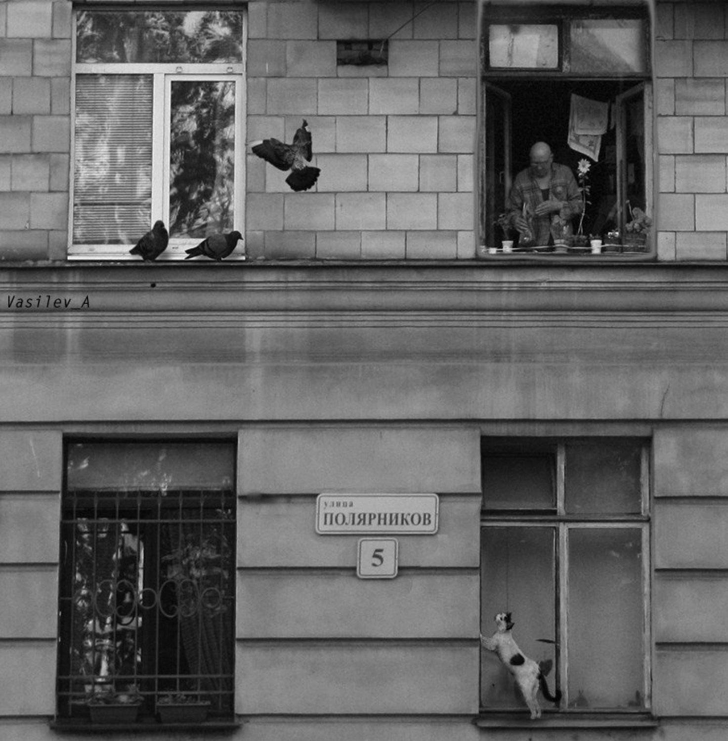 полярники.... Автор: Васильев Андрей лысый, мужчина, голуби, кошка, лейка, окна, 5, Васильев Андрей
