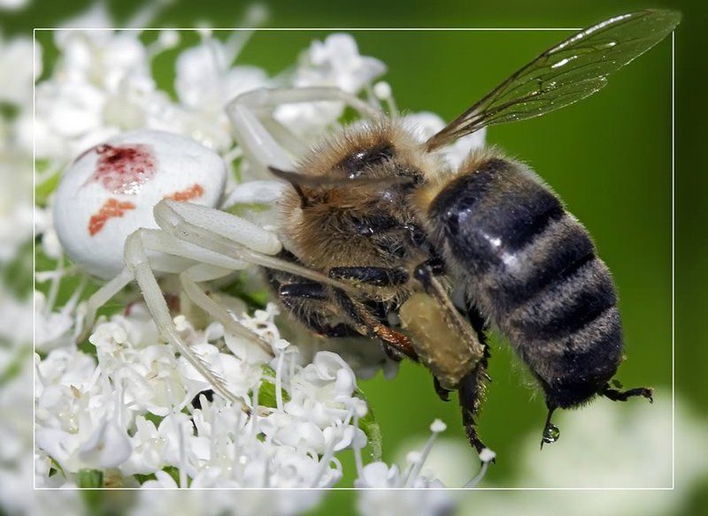 Добыча - 2photo preview