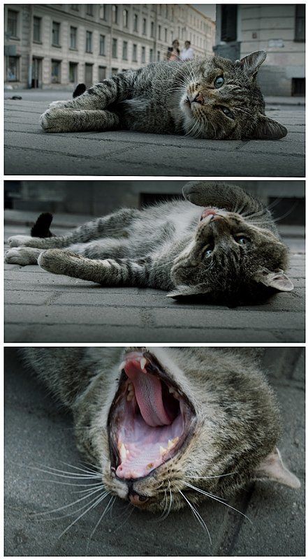 Ща спою..photo preview