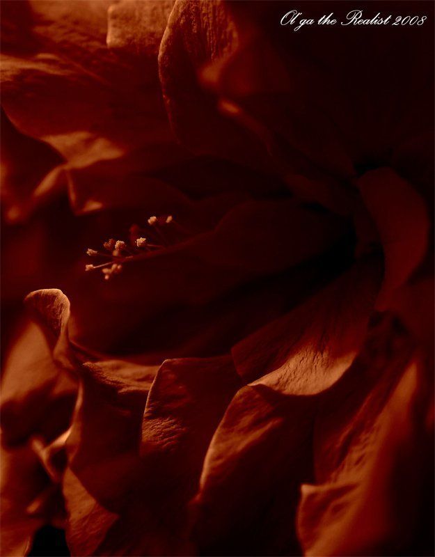 ...румба...photo preview