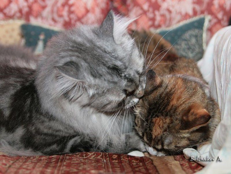 мурз кот дуса кошка объятия любовь Влюбленныеphoto preview