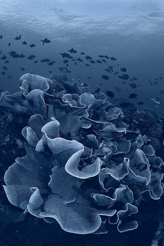 Коралл (ч/б версия)photo preview