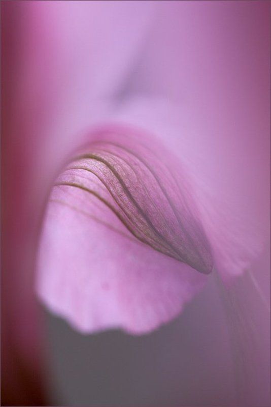 макро цветы Изгибыphoto preview