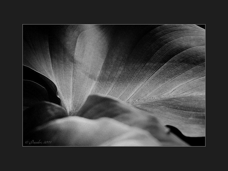 floralinesphoto preview