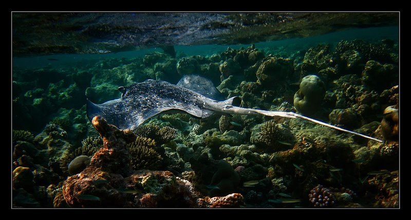 На бреющемphoto preview