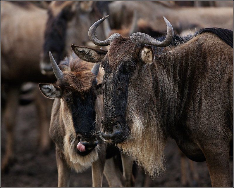 слушай.. а там кажись вкусненькое дают..photo preview