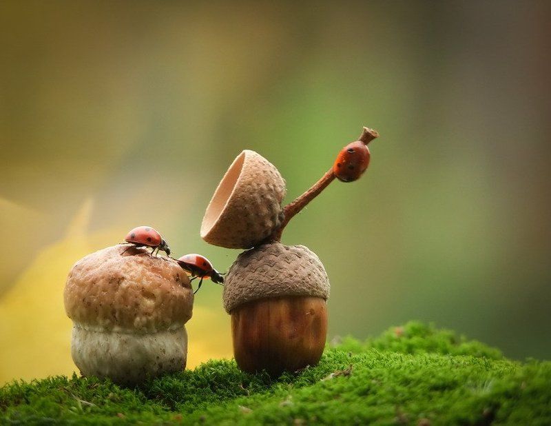 грибочек. Лучше гор могут быть только горы...photo preview