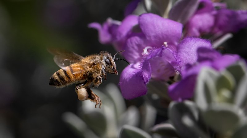 Подлетаемphoto preview