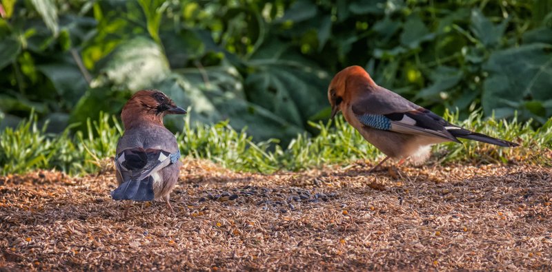 птица, сойка, зерно, ссоры, давай с тобой сыграем в прятки и я тебя искать не будуphoto preview