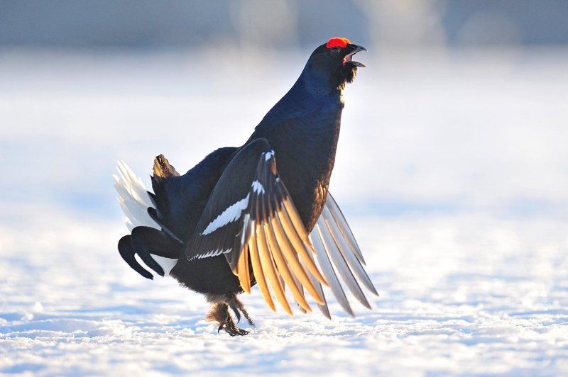 Заводилаphoto preview