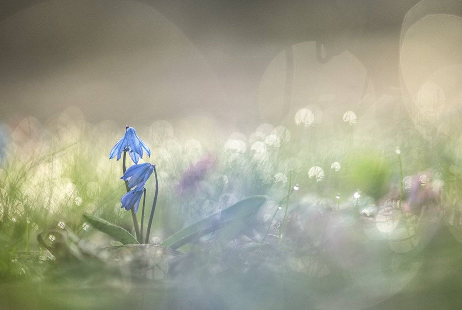 пролесок, весна, первоцвет, свет, цвет, утро, позитив, воронеж, геннадий мещеряков, Геннадий Мещеряков