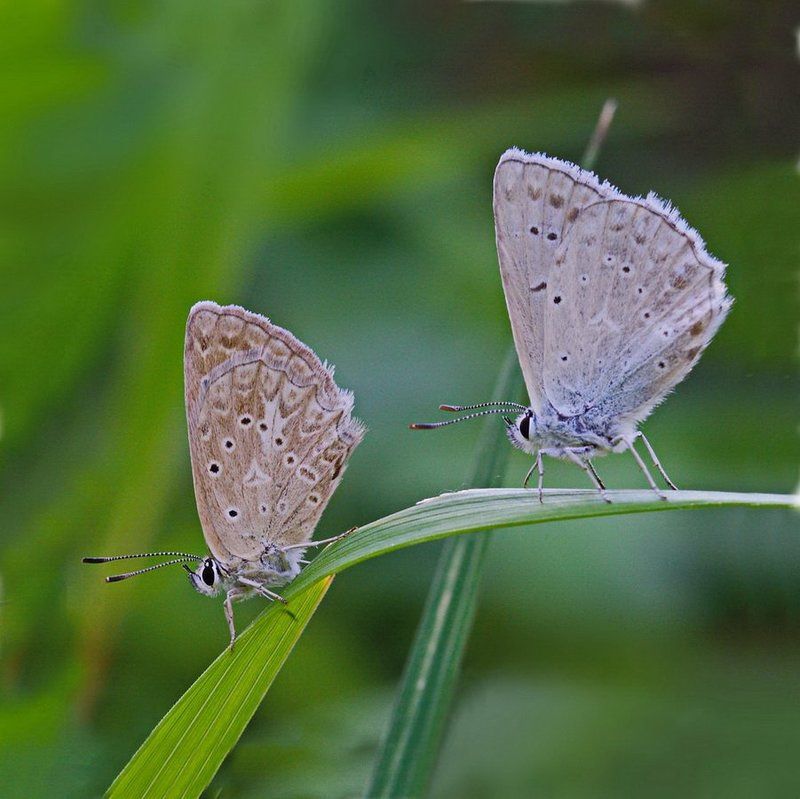 polyommatus, daphnis, голубянка, зубчатокрылая Парочкаphoto preview