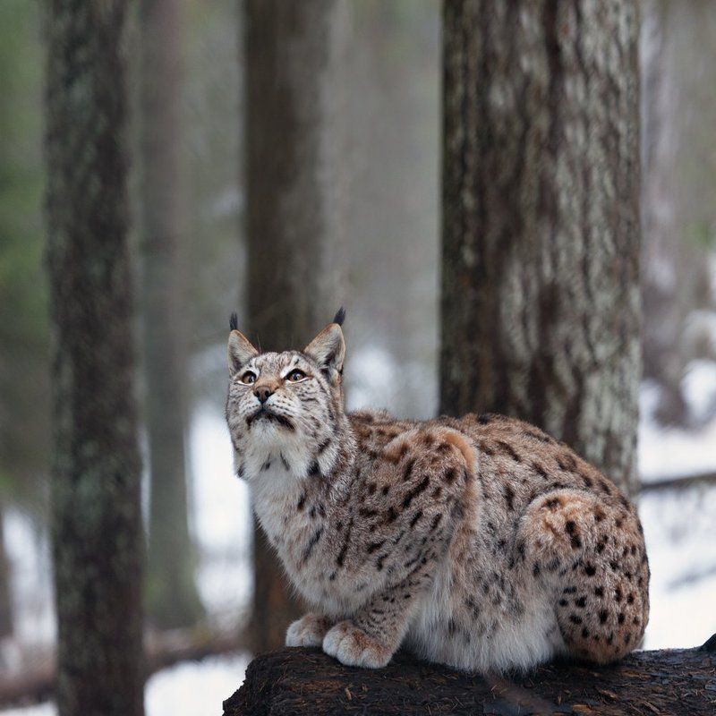 по следам рысиphoto preview