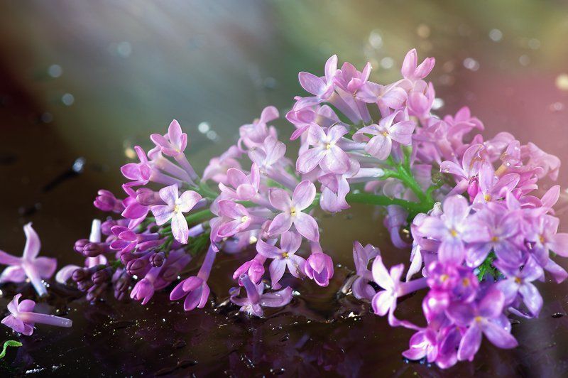 flowers planetphoto preview