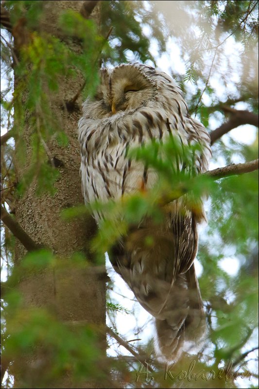 Длиннохвостая неясытьphoto preview