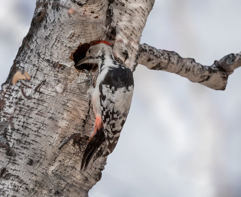 птица, белоспинный дятел, лес, дерево, квартирный вопрос..photo preview