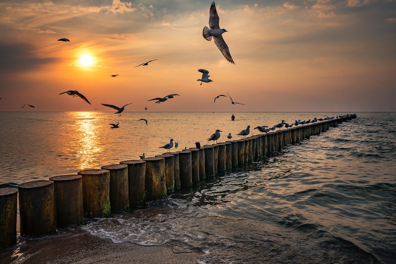 закат над балтийским морем sunset over the baltic sea gulls birds water sunset sun water poland dranikowski sky clouds nature закат над Балтийским морем чайкиphoto preview