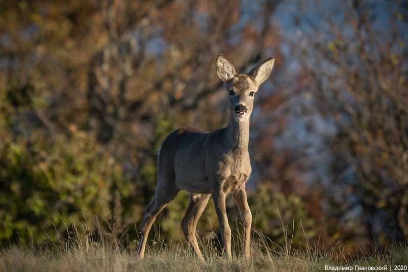 встреча, с, косулей Встреча с косулейphoto preview