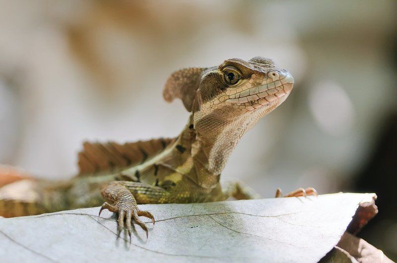 василиск, коста-рика, ящерица Милашкаphoto preview