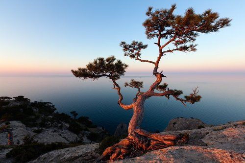японский мотив в Крыму