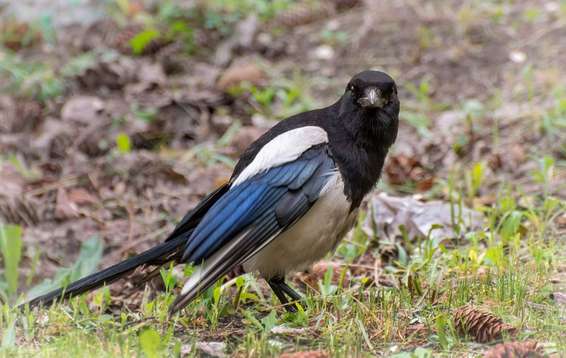 птица, сорока, Сорока..photo preview