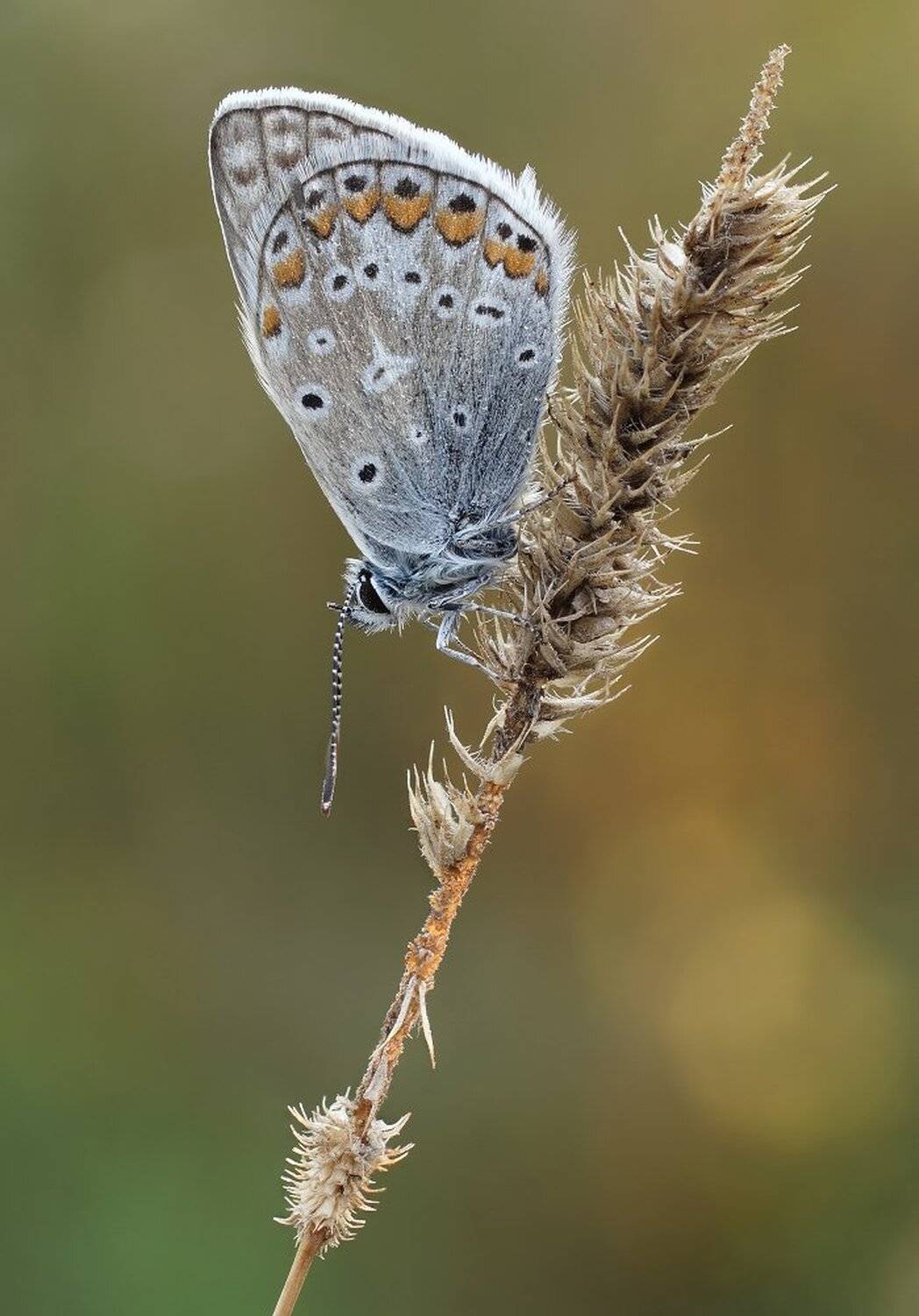, Чепленко Алексей