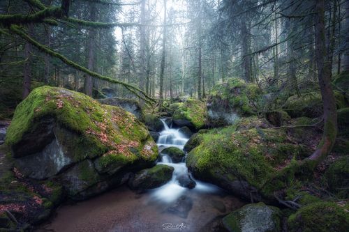 Deep in Black Forest